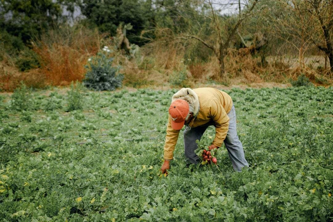 Paysage agricole